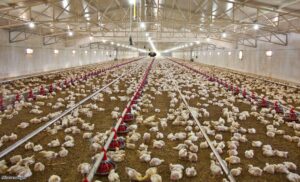 راهنمای خرید دستگاه های مزارع پرورش مرغ